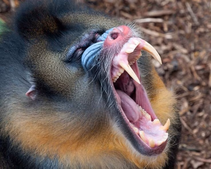  Giao tiếp bằng biểu cảm và âm thanh phong phú. Chúng sử dụng nét mặt, tư thế cơ thể, màu sắc da cùng nhiều âm thanh khác nhau để cảnh báo nguy hiểm, duy trì trật tự và gắn kết đàn. Ảnh: Pinterest.