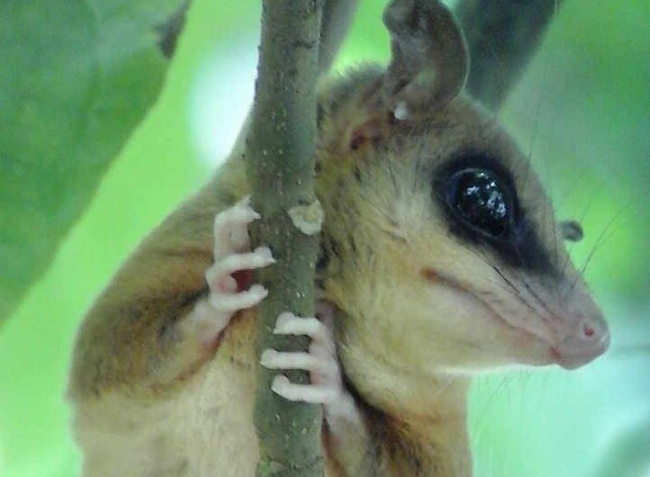  Đóng vai trò quan trọng trong hệ sinh thái rừng. Nhờ ăn nhiều loại côn trùng và trái cây, chuột túi cây Robinson góp phần kiểm soát quần thể côn trùng và hỗ trợ phát tán hạt giống trong rừng. Những hoạt động này giúp duy trì sự cân bằng sinh thái trong các hệ sinh thái rừng nhiệt đới nơi chúng sinh sống. Ảnh: canopytower.com.