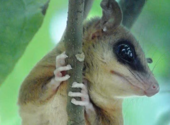  Đóng vai trò quan trọng trong hệ sinh thái rừng. Nhờ ăn nhiều loại côn trùng và trái cây, chuột túi cây Robinson góp phần kiểm soát quần thể côn trùng và hỗ trợ phát tán hạt giống trong rừng. Những hoạt động này giúp duy trì sự cân bằng sinh thái trong các hệ sinh thái rừng nhiệt đới nơi chúng sinh sống. Ảnh: canopytower.com.