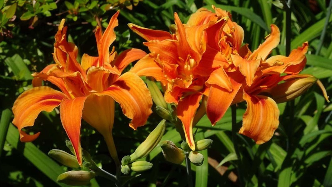 Hoa hiên có giá khoảng 100.000 đồng/kg còn hết mùa hoa hiên tươi, hoa hiên khô có giá đến 800.000 đồng/kg