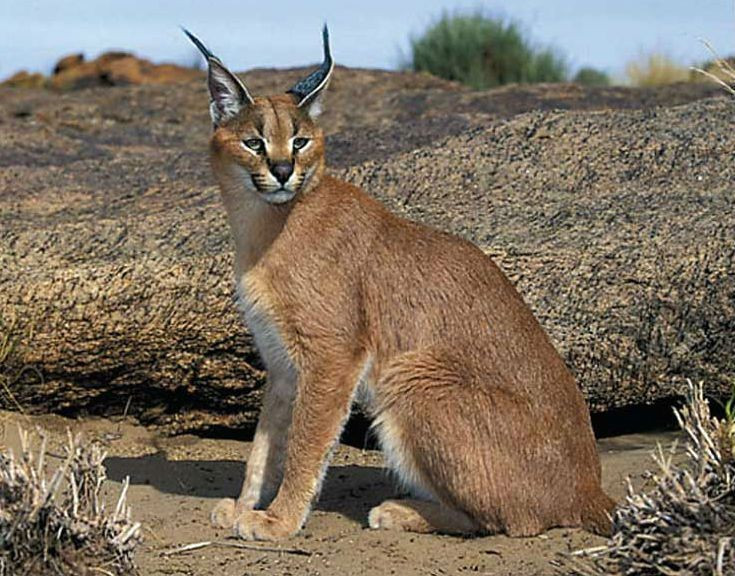  Khả năng bật nhảy phi thường. Linh miêu tai đen có thể nhảy cao đến 3 mét, đủ để vồ trúng chim đang bay giữa không trung – một kỹ năng khiến chúng được mệnh danh là “sát thủ không khí”. Ảnh: Pinterest.