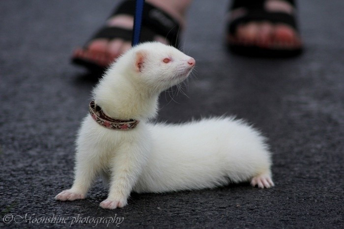  Cơ thể dài, linh hoạt giúp thích nghi với không gian hẹp. Thân hình thon dài cho phép chồn sương dễ dàng chui rúc vào hang thỏ, khe đá hoặc đường ống, biến chúng thành thợ săn hiệu quả trong môi trường kín. Ảnh: Pinterest.