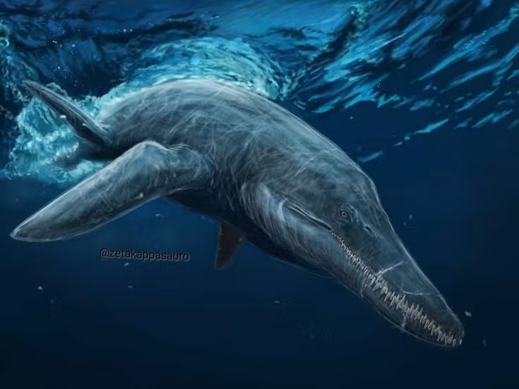  5. Có bốn chi vây phát triển mạnh mẽ. Pliosaurus di chuyển bằng cách quạt nước nhịp nhàng với cả bốn chi giống mái chèo, giúp nó bơi nhanh và linh hoạt trong đại dương. Ảnh: Pinterest.