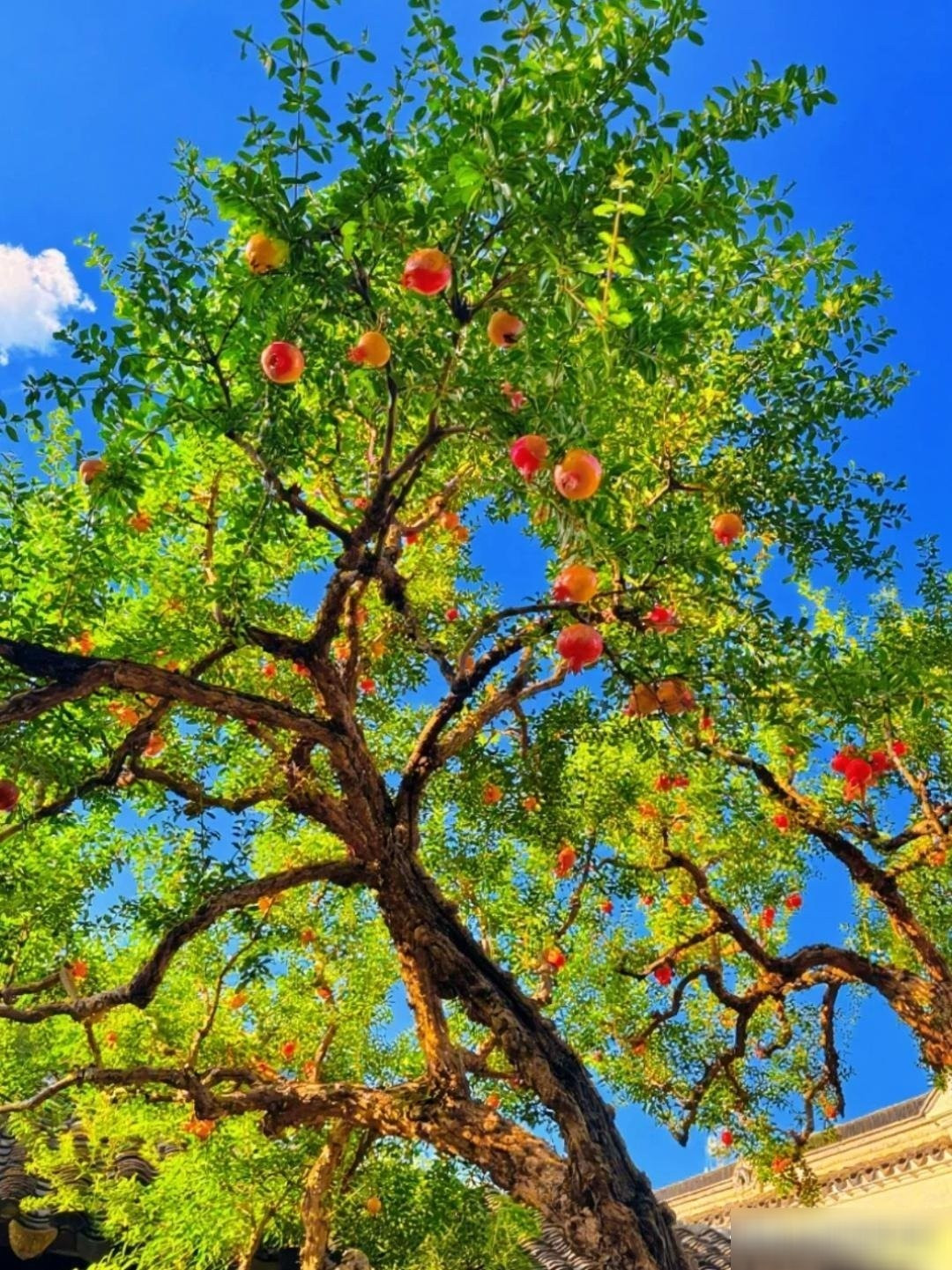 Quả lựu – biểu tượng phong thủy của sinh sôi và thịnh vượng: Trong phong thủy, quả lựu tượng trưng cho sự đông con nhiều cháu, gia đình sum vầy, thịnh vượng và hạnh phúc ngọt ngào cho thế hệ tương lai.