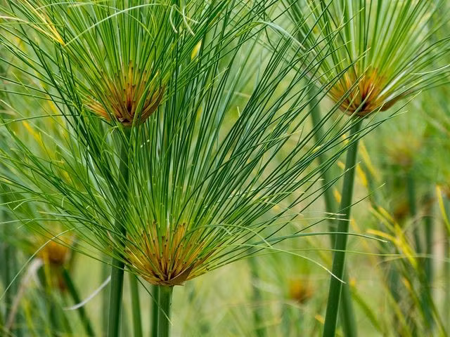  Dùng để làm thuyền. Thân cói nhẹ giúp chế tạo thuyền papyrus nổi tốt. Ảnh: Pinterest.