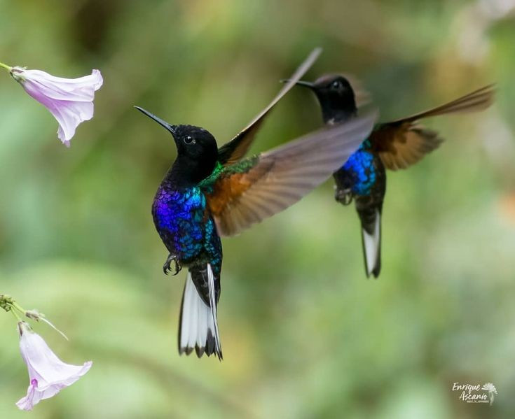  Trao đổi chất cực kỳ cao. Chim ruồi có nhịp tim có thể vượt 1.200 lần mỗi phút khi bay, buộc chúng phải ăn liên tục để duy trì năng lượng sống. Ảnh: Pinterest.