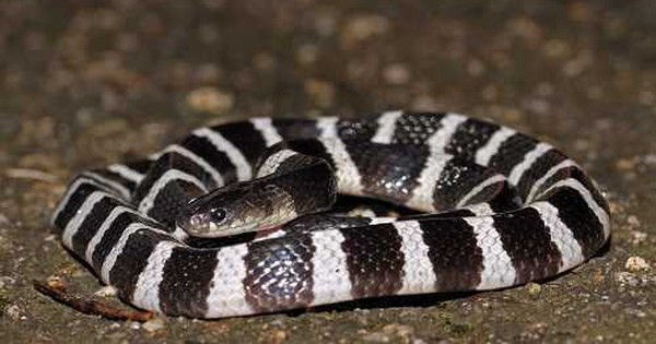 Nọc độc: Giống cạp nong, chủ yếu là độc tố thần kinh cực mạnh, gây tử vong do liệt hô hấp. Vết cắn cũng không gây đau dữ dội ngay lập tức. Môi trường sống: Đồng bằng, vùng đồi, vườn cây, thường sống ở những nơi ẩm ướt.