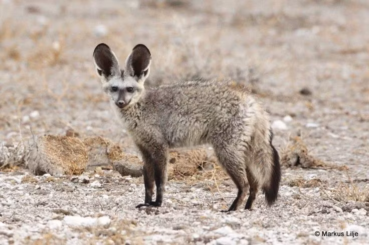  4. Khả năng nghe nhạy bén. Đôi tai to không chỉ giúp tản nhiệt mà còn giúp cáo tai dơi nghe tiếng côn trùng di chuyển trong lòng đất. Ảnh: Pinterest.