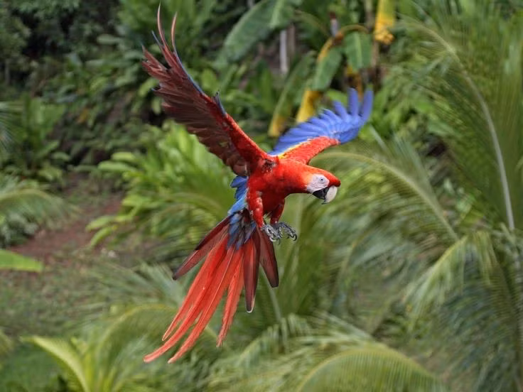  Đang đối mặt với nguy cơ suy giảm. Mất môi trường sống và buôn bán trái phép đang đe dọa số lượng của loài vẹt tuyệt đẹp này. Ảnh: Pinterest.