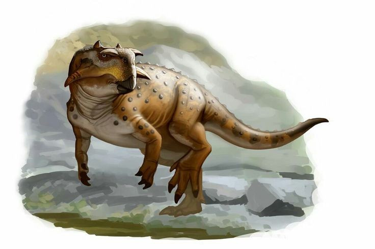  Có kích thước nhỏ. Psittacosaurus chỉ dài khoảng 1–2 mét, nhỏ bé hơn so với nhiều loài khủng long cùng thời. Ảnh: Pinterest.