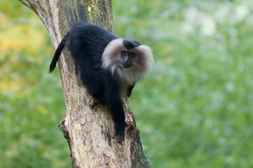  Cấu trúc xã hội nhỏ và khá khép kín. Mỗi đàn thường chỉ có từ 10–20 cá thể, với một con đực đầu đàn thống trị, giúp giảm xung đột nhưng cũng khiến quần thể khó phục hồi khi bị suy giảm. Ảnh: inaturalist.