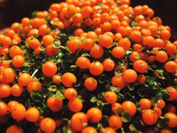  Dễ chăm nhưng nhạy cảm với nhiệt độ cao. Nhiệt độ quá nóng hoặc ánh nắng trực tiếp có thể làm cây héo nhanh và rụng quả. Ảnh: Pinterest.