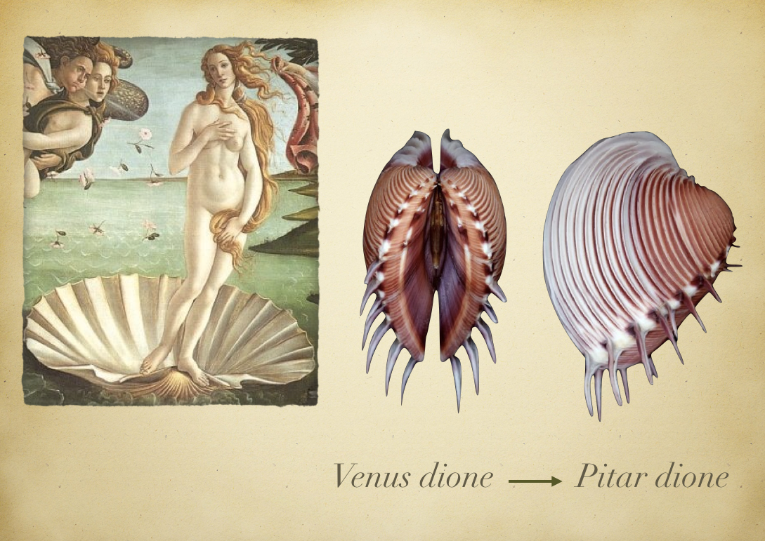  Vẻ đẹp vỏ gợi liên tưởng nữ thần Venus. Ngao vệ nữ gai lược sở hữu lớp vỏ hình bầu dục, bề mặt phủ những đường gân tỏa đều như cánh hoa, màu sắc thường là trắng ngà, hồng nhạt hoặc kem ánh tím, khiến nhiều người liên tưởng đến vẻ đẹp cổ điển và duyên dáng của nữ thần Venus trong thần thoại La Mã. Ảnh: naukas.com.