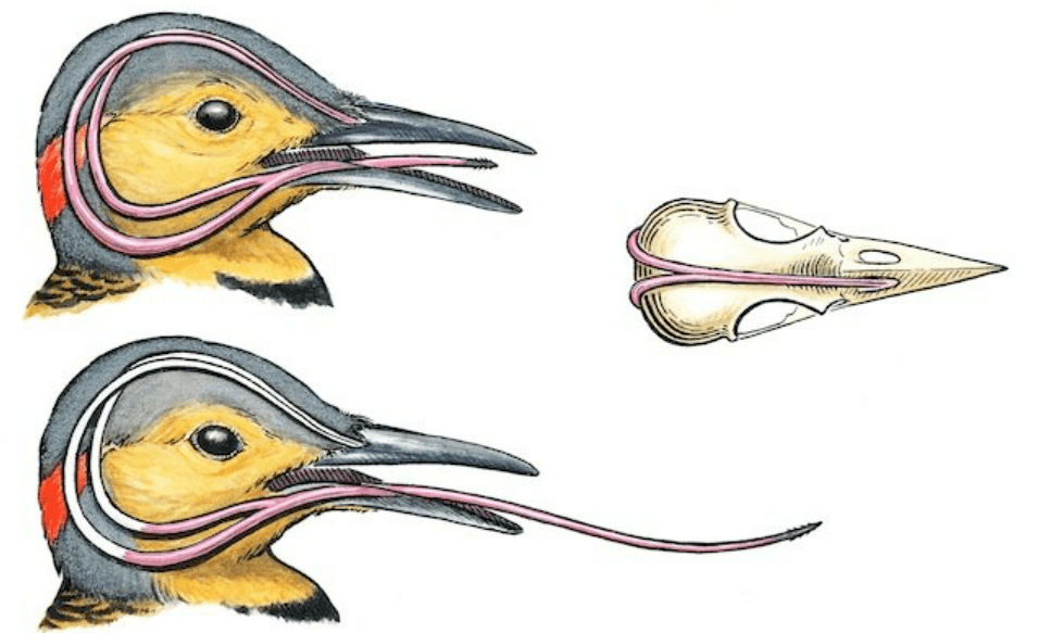  Lưỡi dài và dính đáng kinh ngạc. Lưỡi của chim gõ kiến có thể dài gấp đôi chiều dài mỏ và được bao phủ bởi chất nhầy dính. Khi thò vào khe gỗ, lưỡi giúp chúng kéo côn trùng, ấu trùng ra ngoài một cách hiệu quả. Ảnh: birdinginsider.comt.