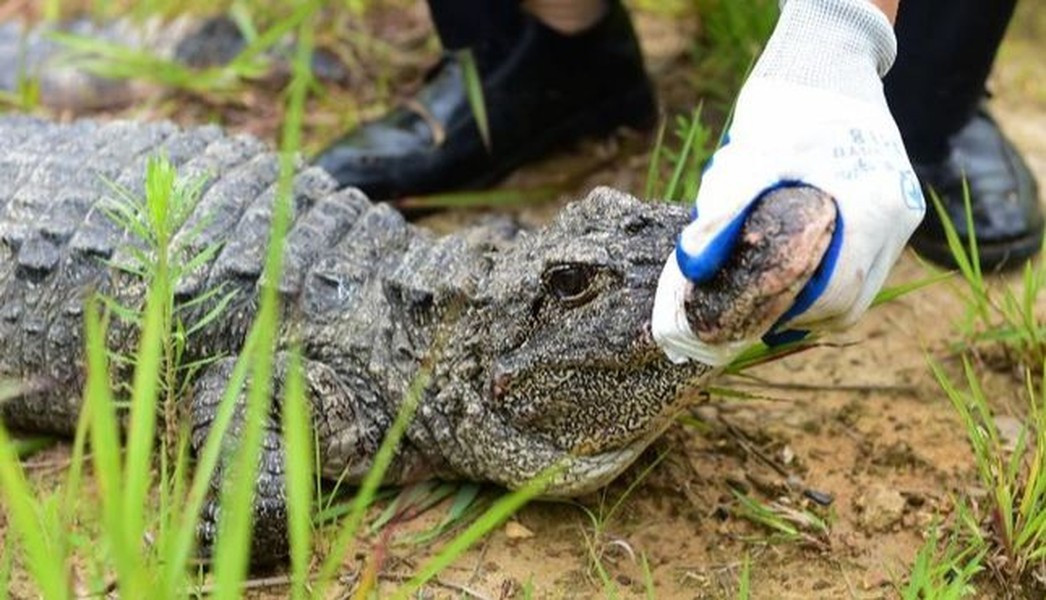 Cá sấu Dương Tử từng phổ biến khắp sông Dương Tử, tuy nhiên số lượng chúng giảm mạnh khi phần lớn môi trường sống bị chuyển thành ruộng lúa. Năm 2019, Trung Quốc quyết định khoanh vùng các khu bảo tồn trên sông và thả cá sấu trở lại, giúp số lượng của chúng tăng lên đáng kể.