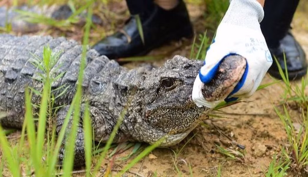 Cá sấu Dương Tử từng phổ biến khắp sông Dương Tử, tuy nhiên số lượng chúng giảm mạnh khi phần lớn môi trường sống bị chuyển thành ruộng lúa. Năm 2019, Trung Quốc quyết định khoanh vùng các khu bảo tồn trên sông và thả cá sấu trở lại, giúp số lượng của chúng tăng lên đáng kể.
