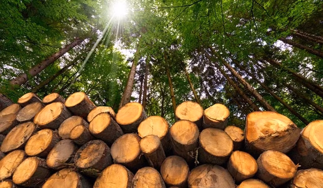 Do đặc tính nổi bật về độ bền, chắc, vẻ đẹp tự nhiên sang trọng, gỗ Ipe thường được dùng làm nhiều vật dụng khác nhau như bàn ghế, ván sàn, cầu thang, làm thành nội thất máy bay cho các đại gia Trung Đông, thậm chí là dùng để trang trí cho du thuyền sang trọng...