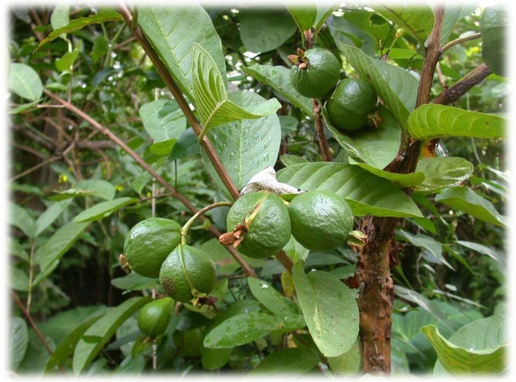  Lá ổi được dùng trong y học dân gian. Ở nhiều nền văn hóa, lá ổi từ lâu đã được dùng để pha trà hoặc làm thuốc thảo dược. Nước sắc lá ổi thường được sử dụng để hỗ trợ tiêu hóa, giảm đau bụng hoặc chăm sóc răng miệng nhờ các hợp chất kháng khuẩn tự nhiên trong lá. Ảnh: Pinterest.