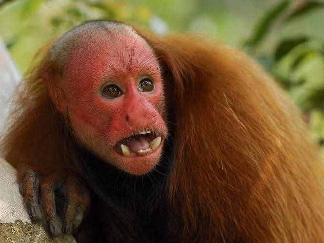  Có tính xã hội cao. Chúng chăm sóc lẫn nhau, chải lông và bảo vệ thành viên trong bầy trước kẻ săn mồi. Ảnh: Pinterest.