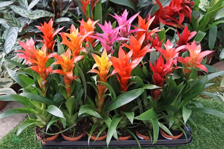 Xét theo ngũ hành, tuổi Tỵ có nhiều mệnh khác nhau, từ Mộc, Hỏa, Thổ, Kim đến Thủy. Mỗi mệnh lại phù hợp với những loại cây phong thủy riêng, mang sắc màu và năng lượng đặc trưng.