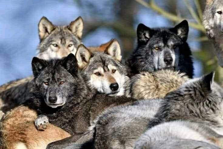  Giải quyết xung đột bằng nghi thức. Khi xảy ra căng thẳng, sói thường dùng các hành vi nhún mình, quay đầu hoặc nằm ngửa để thể hiện sự nhường nhịn, giúp tránh các cuộc ẩu đả nguy hiểm. Ảnh: Pinterest.