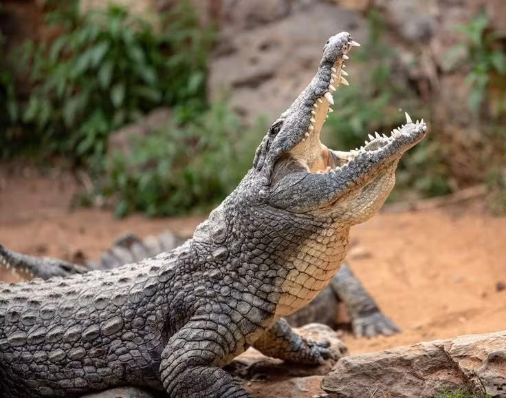  6. Vai trò quan trọng trong hệ sinh thái. Loài này giúp duy trì cân bằng quần thể cá và các sinh vật dưới nước, giữ hệ sinh thái khỏe mạnh. Ảnh: Pinterest.