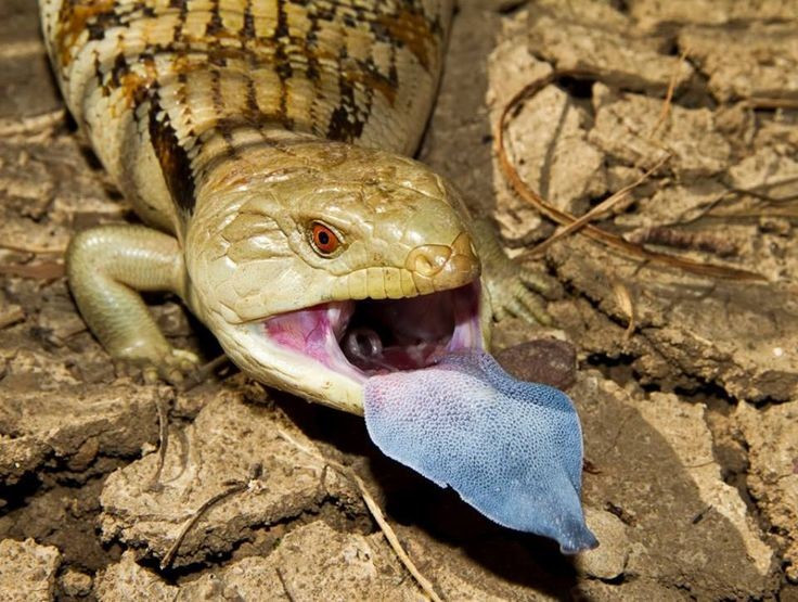  Tuổi thọ cao đáng ngạc nhiên. Trong tự nhiên, chúng có thể sống 15–20 năm, còn trong điều kiện nuôi nhốt và chăm sóc tốt, tuổi thọ có thể vượt quá 25 năm. Ảnh: Pinterest.