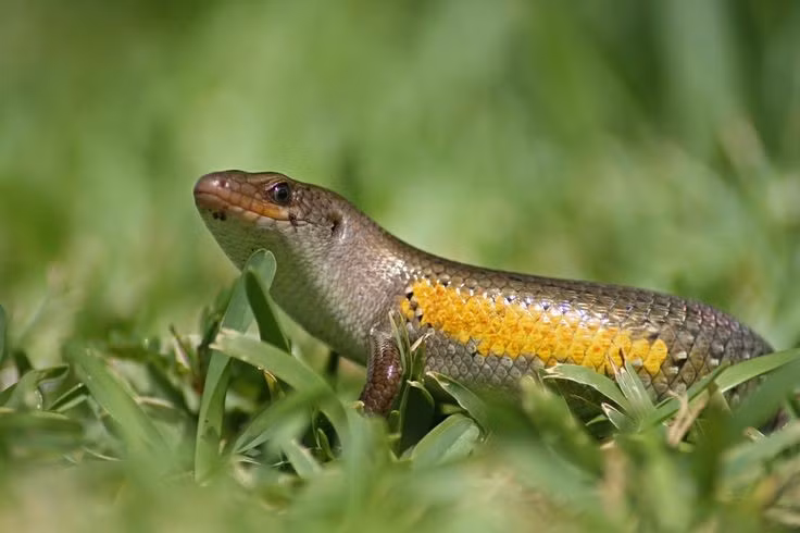  2. Là loài thằn lằn cực kỳ phổ biến. Thằn lằn bóng hoa xuất hiện rộng khắp từ Ấn Độ, Đông Nam Á cho đến các đảo ở Indonesia và Philippines, đặc biệt phổ biến ở các khu đô thị, vườn và nông trại. Ảnh: Pinterest.