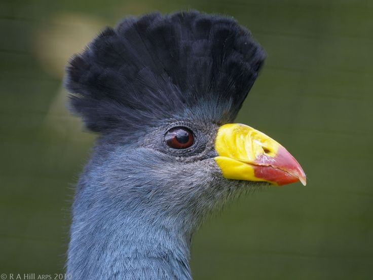  Mào đầu đặc trưng. Đặc điểm dễ nhận biết nhất của chim tiêu quyên xanh lớn là chiếc mào dày, xù và có màu xanh lục đậm trên đỉnh đầu. Khi bị kích động hoặc giao tiếp, chúng có thể dựng mào lên, tạo nên dáng vẻ vừa uy nghi vừa kỳ lạ. Ảnh: Pinterest.