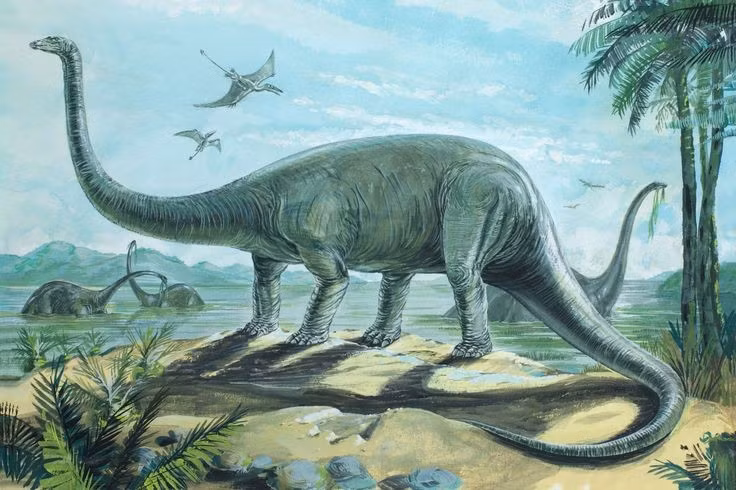  Được phát hiện từ thế kỷ 19. Hóa thạch Diplodocus lần đầu được mô tả vào năm 1878 bởi nhà cổ sinh vật học Othniel Charles Marsh. Những bộ xương trưng bày tại các bảo tàng lớn ở châu Âu và Mỹ đã góp phần khiến loài này trở nên nổi tiếng toàn cầu. Ảnh: Pinterest.