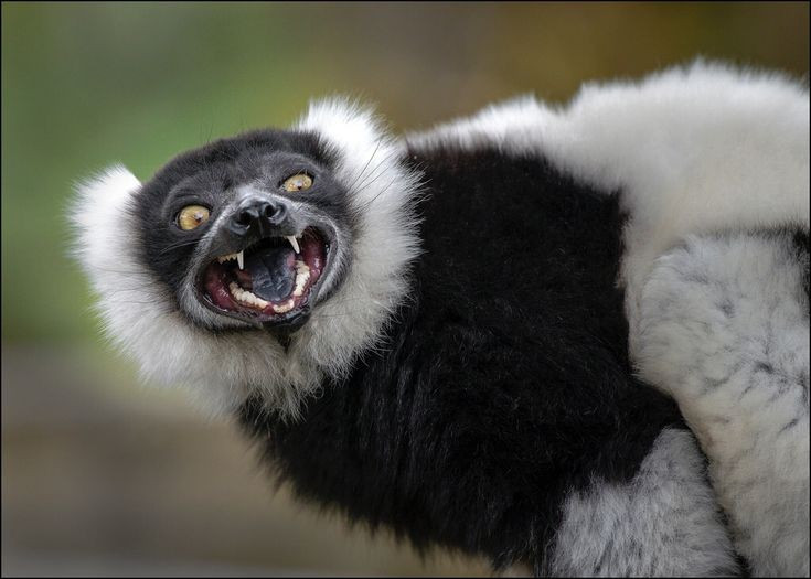  Tập tính xã hội linh hoạt và khá ồn ào. Chúng thường sống theo nhóm từ vài cá thể đến hơn mười cá thể. Các nhóm thường xuyên liên lạc bằng tiếng kêu lớn, đôi khi tạo nên những “bản hợp xướng” vang dội trong rừng. Âm thanh này vừa giúp giữ liên lạc vừa cảnh báo các nhóm khác về lãnh thổ. Ảnh: Pinterest.