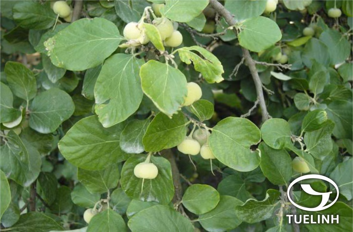  4. Nghiến (Excentrodendron tonkinense). Giá trị: Gỗ siêu cứng, nặng, dùng làm đồ mỹ nghệ cao cấp. Tình trạng: Nguy cơ tuyệt chủng nếu không bảo vệ nghiêm ngặt. Ảnh: tracuuduoclieu.vn.