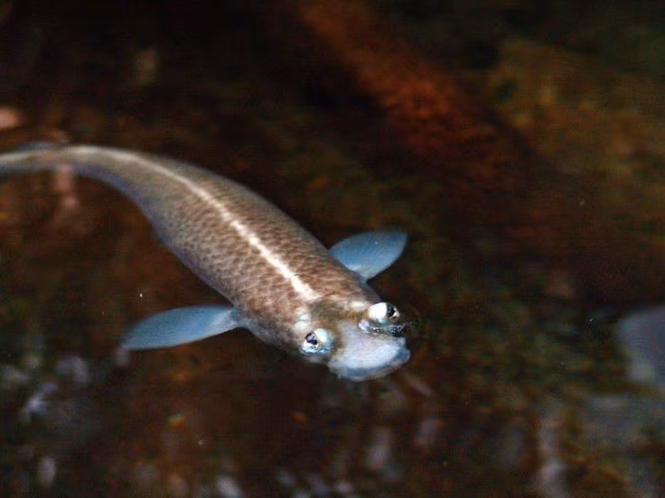  Biểu tượng sinh học độc đáo của tiến hóa thích nghi. Với đôi mắt “hai trong một” hiếm có, cá bốn mắt thường được nghiên cứu trong sinh học tiến hóa và sinh lý học thị giác, như một ví dụ điển hình về sự thích nghi tuyệt vời với môi trường sống bán thủy sinh. Ảnh: Pinterest.