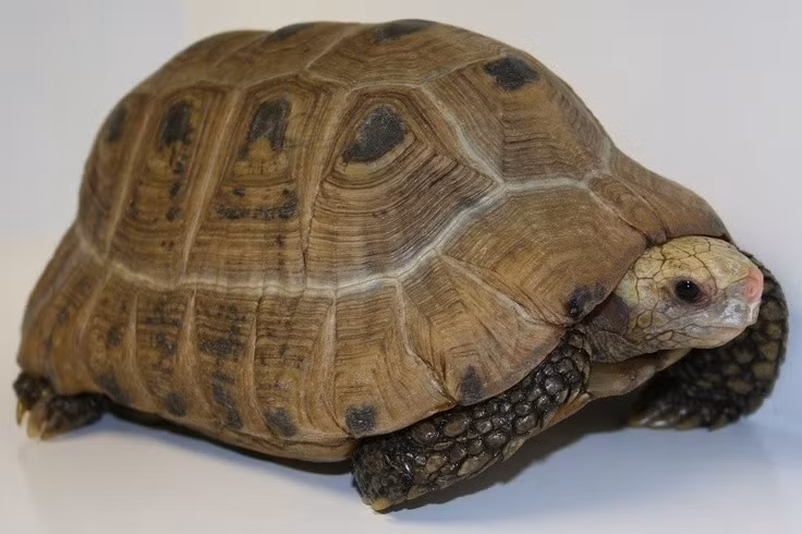  1. Mai rùa có hình dáng thuôn dài. Khác với nhiều loài rùa khác, mai rùa núi vàng có dáng thuôn và hơi nhô cao, giúp dễ dàng di chuyển trong rừng rậm. Ảnh: Pinterest.