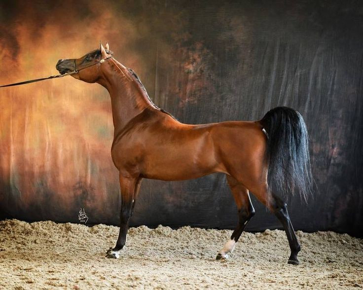  Thể hình lý tưởng cho chiến tranh. Ngựa Ả Rập có thân hình gọn gàng, ngực sâu, phổi lớn và xương chắc, cho phép di chuyển nhanh, đổi hướng linh hoạt và chịu đựng cường độ cao trên những hành trình dài. Ảnh: Pinterest.