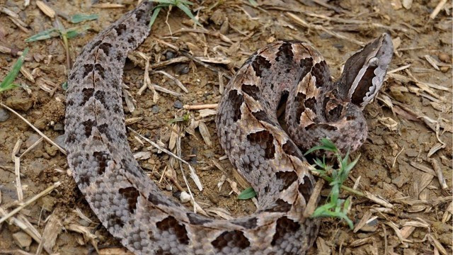 Rắn lục hố Mã Lai là một trong 7 loài rắn độc nhất của Thái Lan.