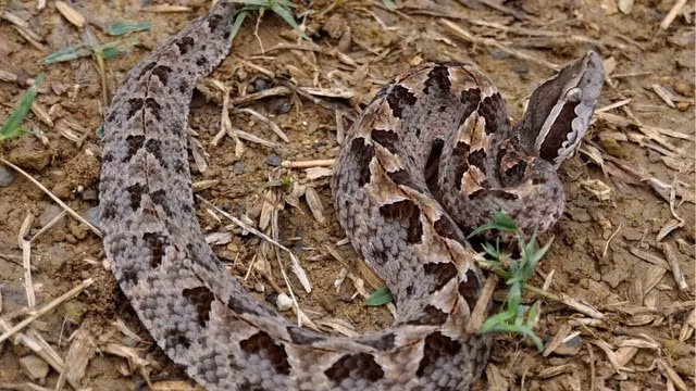 Rắn lục hố Mã Lai là một trong 7 loài rắn độc nhất của Thái Lan.