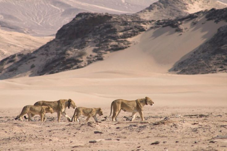  6. Là quê hương của các loài sinh vật kỳ lạ. Các loài như thằn lằn khiêu vũ, bọ hút sương hay sư tử sa mạc đã thích nghi hoàn hảo với môi trường khắc nghiệt nơi đây. Ảnh: Pinterest.