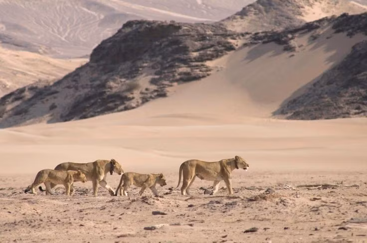  6. Là quê hương của các loài sinh vật kỳ lạ. Các loài như thằn lằn khiêu vũ, bọ hút sương hay sư tử sa mạc đã thích nghi hoàn hảo với môi trường khắc nghiệt nơi đây. Ảnh: Pinterest.