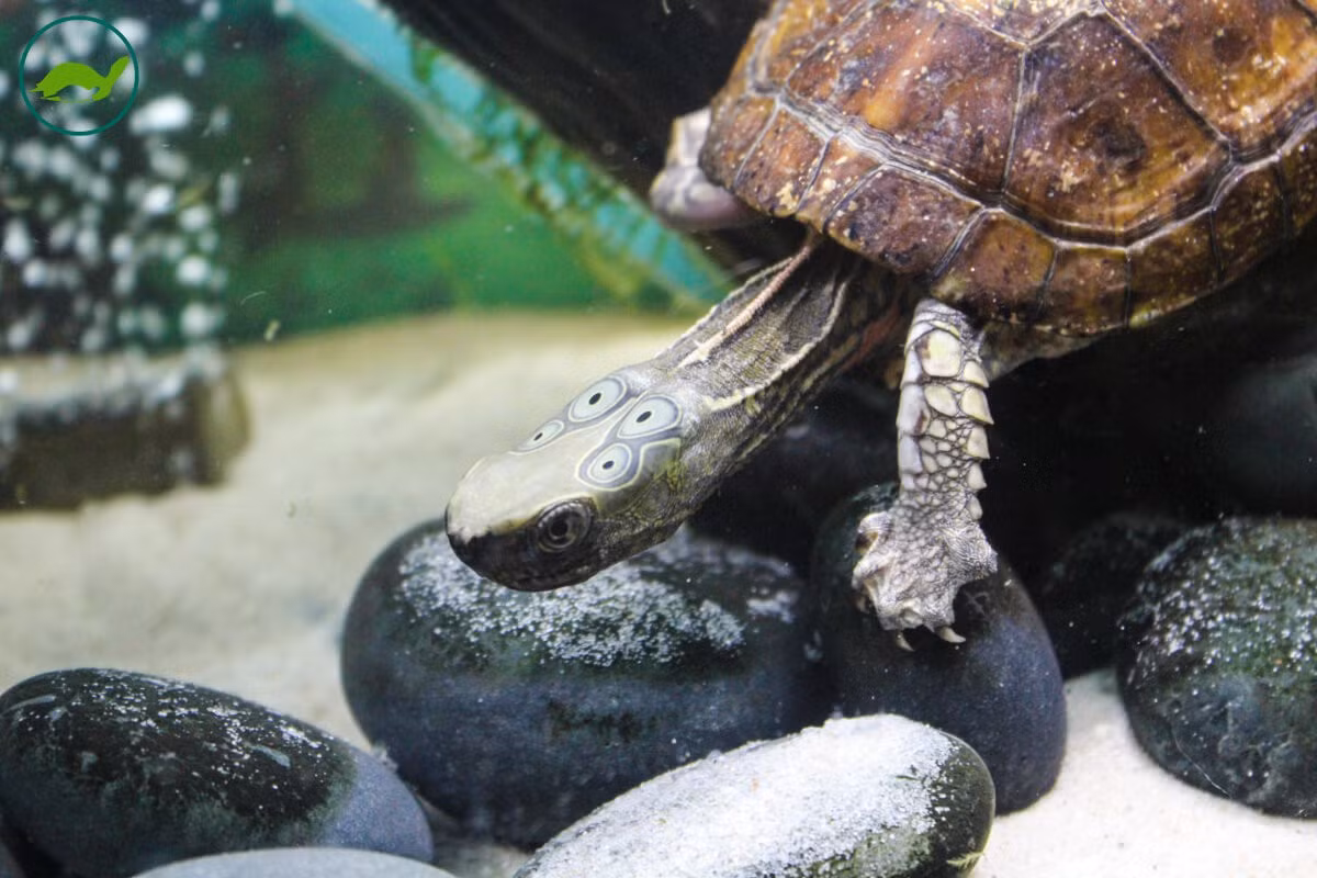  5. Thức ăn chủ yếu là động vật thủy sinh nhỏ. Chúng ăn côn trùng, ốc, giáp xác và đôi khi bổ sung thêm thực vật thủy sinh. Ảnh: theturtleroom.org.