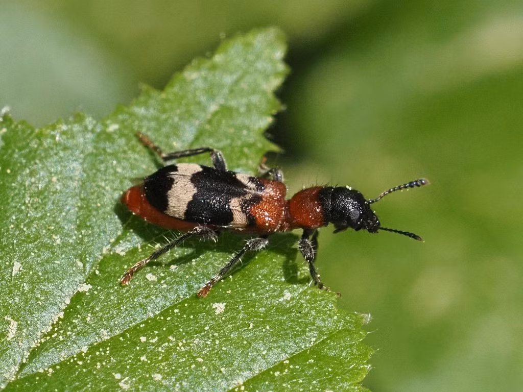  Biết “nghe lén” tín hiệu của con mồi. Một trong những chiến thuật săn mồi thú vị của bọ kiến là phát hiện các hóa chất mà bọ vỏ cây tiết ra khi tìm cây chủ. Bằng cách “đánh hơi” những tín hiệu này, bọ kiến có thể tìm đến đúng nơi con mồi đang tụ tập, biến khu vực đó thành “bữa tiệc”. Ảnh: pictureinsect.com.