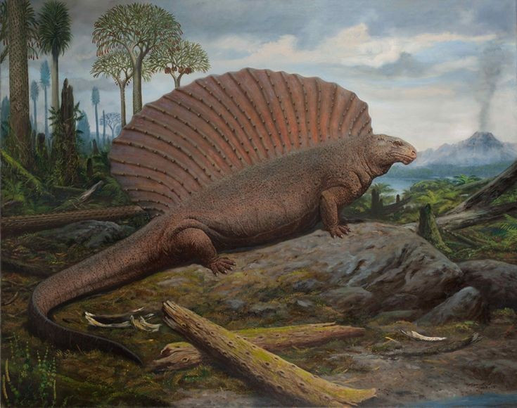  Đại diện cho một nhánh tiến hóa đã tuyệt chủng. Sự biến mất của Edaphosaurus cho thấy nhiều thử nghiệm tiến hóa độc đáo đã kết thúc theo thời gian. Ảnh: Pinterest.