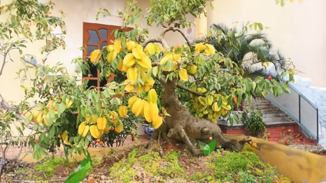 3. Điều hòa phong thủy, giữ vượng khí cho ngôi nhà: Lá khế nhỏ, xanh quanh năm, giúp thanh lọc không khí, xua đuổi tà khí. Theo phong thủy, cây khế giúp cân bằng năng lượng, giữ cho không gian sống luôn thoáng mát, hài hòa.