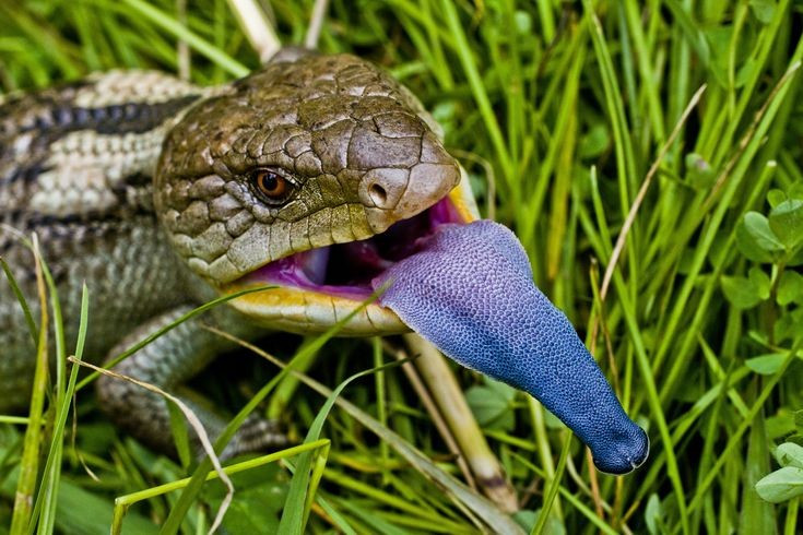  Lưỡi xanh lam rực rỡ. Đặc điểm nổi bật nhất của thằn lằn bóng lưỡi xanh Đông Úc là chiếc lưỡi màu xanh lam đậm, được dùng để hù dọa kẻ thù khi há miệng và phát ra tiếng rít, khiến nhiều loài săn mồi chùn bước vì tưởng gặp sinh vật có độc. Ảnh: Pinterest.