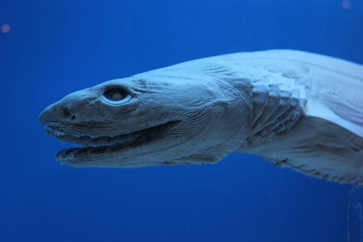  Chu kỳ mang thai dài hiếm thấy. Loài này có thời gian mang thai ước tính lên đến 3–3,5 năm, được xem là dài nhất trong thế giới động vật có xương sống. Ảnh: Pinterest.