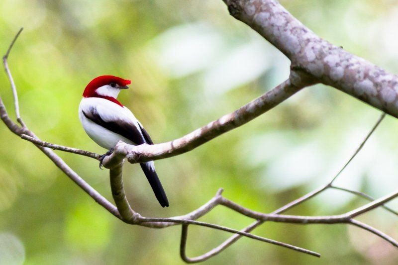  Được xếp hạng Cực kỳ nguy cấp. Do diện tích phân bố nhỏ và suy giảm sinh cảnh, loài này được Liên minh Bảo tồn Thiên nhiên Quốc tế xếp vào nhóm Cực kỳ nguy cấp. Bất kỳ thay đổi nào về nguồn nước hay thảm thực vật đều có thể ảnh hưởng nghiêm trọng đến quần thể ít ỏi còn lại. Ảnh: Pinterest.