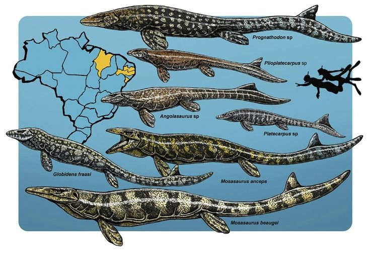  Là mắt xích tiến hóa quan trọng. Nghiên cứu Globidens giúp hiểu rõ hơn về sự đa dạng sinh thái của các loài mosasaur. Ảnh: Pinterest.