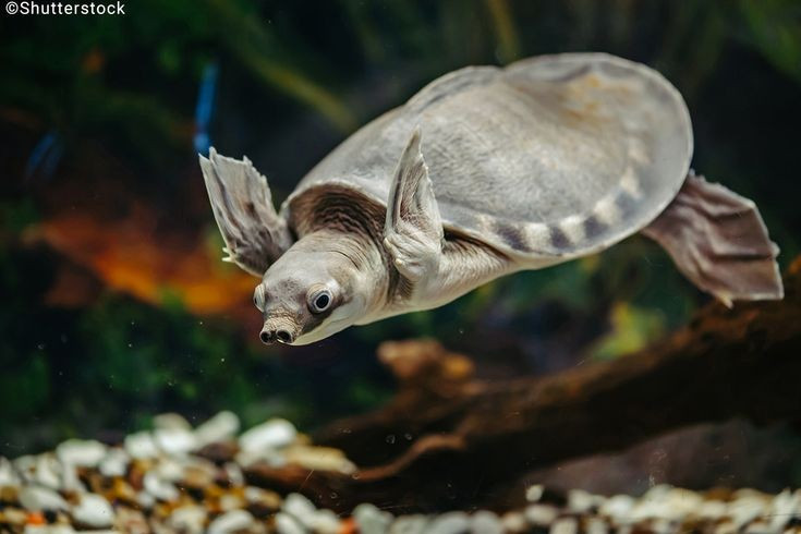  Bơi lội giống rùa biển hơn rùa sông. Không dùng tứ chi để bơi, rùa sông mũi lợn sử dụng chi trước như mái chèo, cho phép chúng bơi nhanh, ổn định và linh hoạt trong dòng nước lớn. Ảnh: Pinterest.