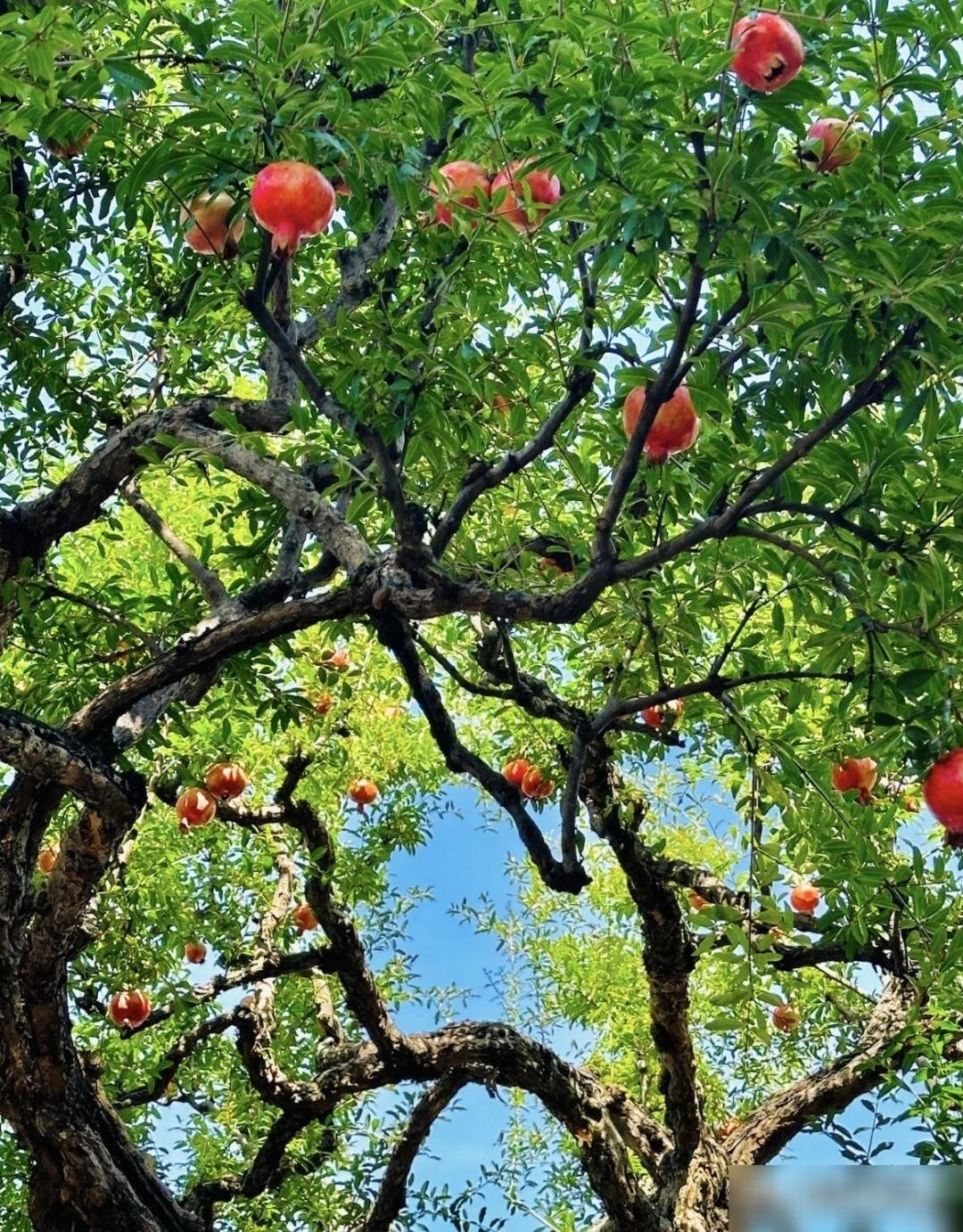 Hương vị ngọt ngào từ quả lựu căng mọng: Thu đến, những trái lựu đỏ au, căng tròn như đèn lồng, bẻ ra từng hạt trong suốt như ruby. Vị ngọt thanh mát khiến ai cũng say mê.