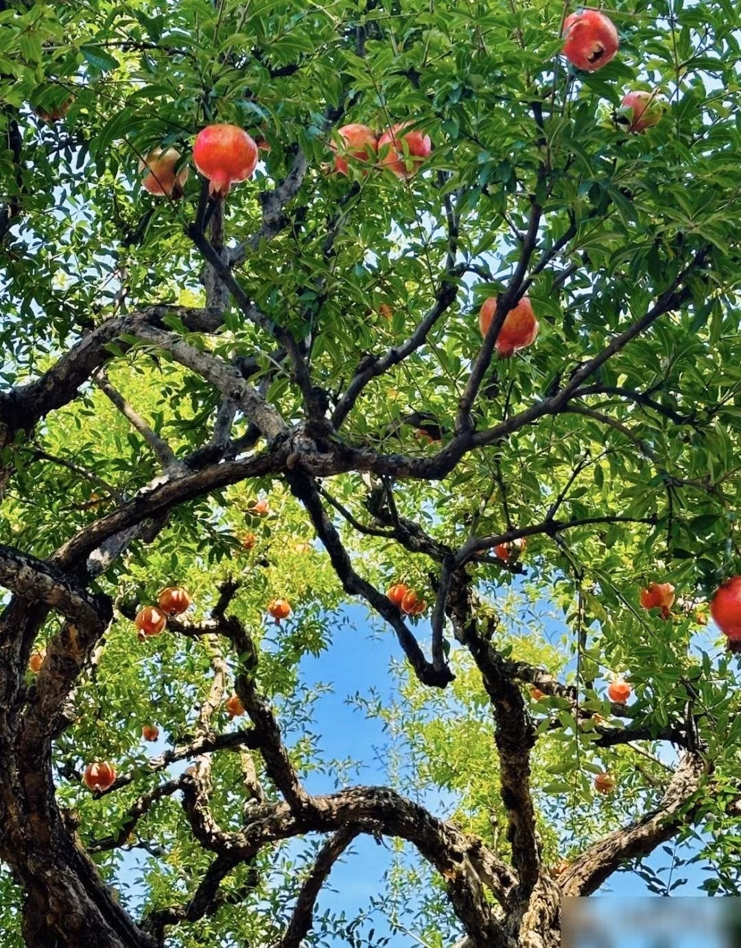 Hương vị ngọt ngào từ quả lựu căng mọng: Thu đến, những trái lựu đỏ au, căng tròn như đèn lồng, bẻ ra từng hạt trong suốt như ruby. Vị ngọt thanh mát khiến ai cũng say mê.